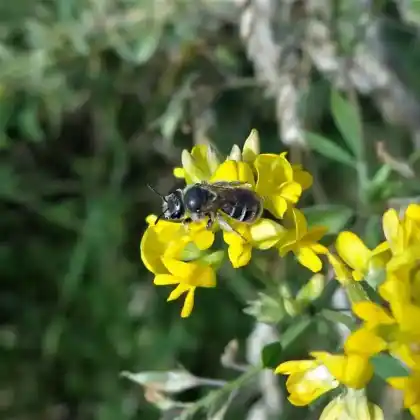 Foto von Luzerne-Graubiene (Rhophitoides canus)