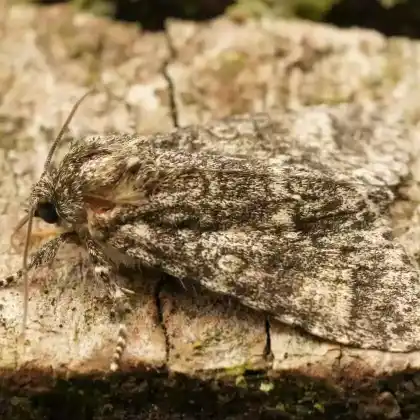 Foto von Aueneule (Acronicta megacephala)