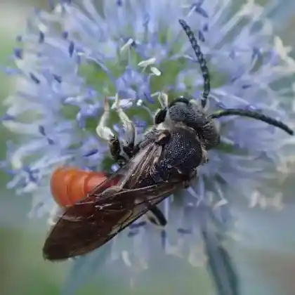 Foto von Riesen-Blutbiene (Sphecodes albilabris)