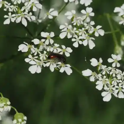 Foto von Gewöhnliche Blutbiene (Sphecodes ephippius)