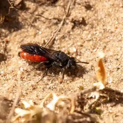 Foto von Buckel-Blutbiene (Sphecodes gibbus)