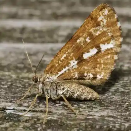 Foto von Kiefernspanner (Bupalus piniaria)