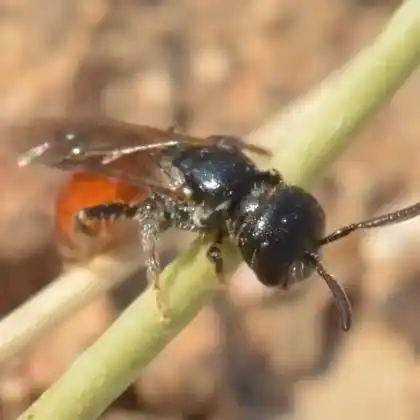 Foto von Dickkopf-Blutbiene (Sphecodes monilicornis)