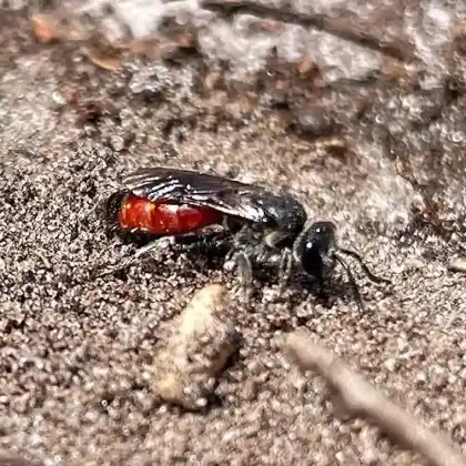 Foto von Sand-Blutbiene (Sphecodes pellucidus)