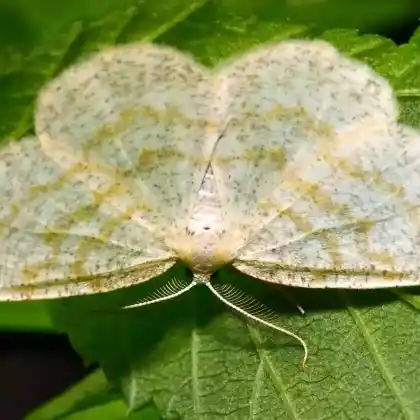 Foto von Bräunlichweißer Erlenspanner (Cabera exanthemata)
