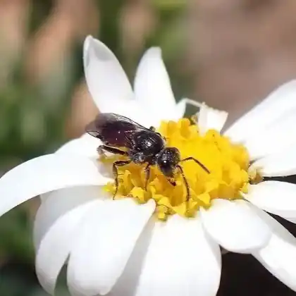 Foto von Schwarzhaarige Blutbiene (Sphecodes ruficrus)