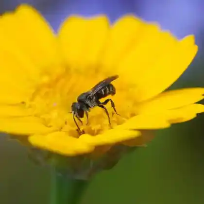 Foto von Kurze Düsterbiene (Stelis breviuscula)