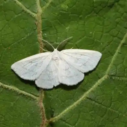 Foto von Urbans Weißer Weidenspanner (Cabera leptographa)