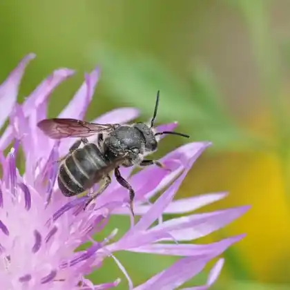 Foto von Punktierte Düsterbiene (Stelis punctulatissima)