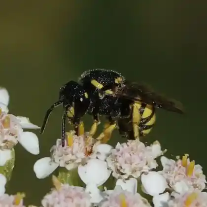 Foto von Gelbfleckige Düsterbiene (Stelis signata)