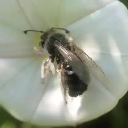 Foto von Kleine Spiralhornbiene (Systropha curvicornis)