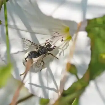 Foto von Große Spiralhornbiene (Systropha planidens)