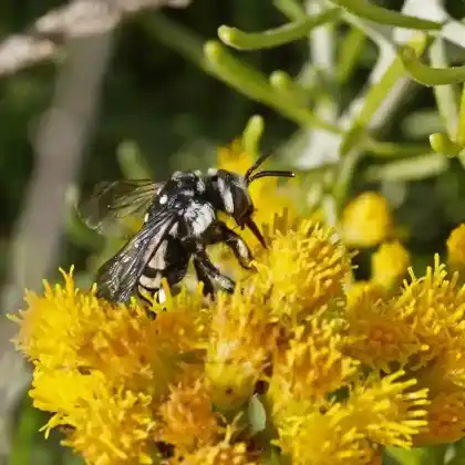 Foto von Hohlfuß-Fleckenbiene (Thyreus histrionicus)