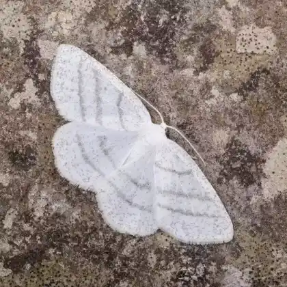 Foto von Schneeweißer Erlenspanner (Cabera pusaria)