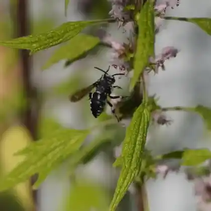 Foto von Schwarzgesichtige Fleckenbiene (Thyreus orbatus)