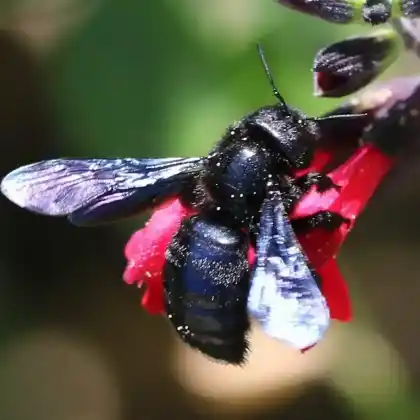 Foto von Kleine Holzbiene (Xylocopa iris)