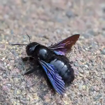 Foto von Blauschwarze Holzbiene (Xylocopa violacea)