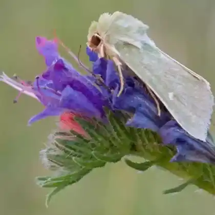 Foto von Trockenrasen-Grüneule (Calamia tridens)