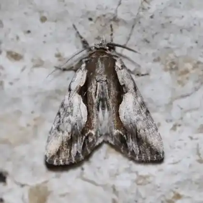 Foto von Geißblatt-Kappeneule (Callierges ramosa)