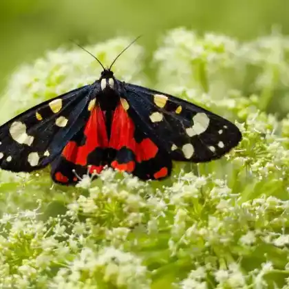 Foto von Schönbär (Callimorpha dominula)