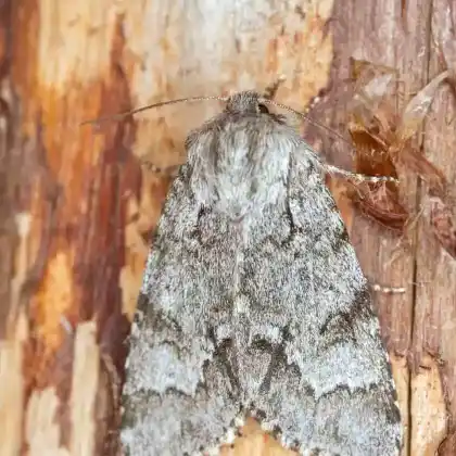 Foto von Heidemoor-Rindeneule (Acronicta menyanthidis)
