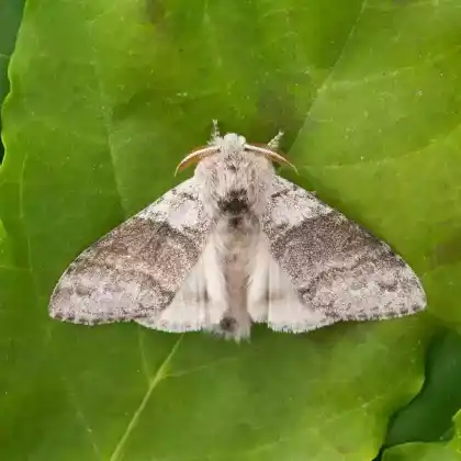 Foto von Streckfuß (Calliteara pudibunda)