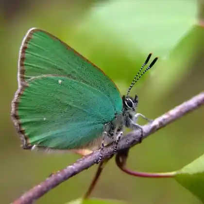 Foto von Grüner Zipfelfalter (Callophrys rubi)