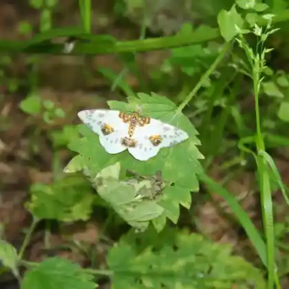 Foto von Traubenkirschenspanner (Calospilos sylvata)