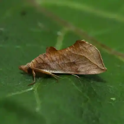 Foto von Wiesenrauten-Kapuzeneule (Calyptra thalictri)