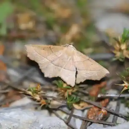 Foto von Rötlichbrauner Eichenspanner (Campaea honoraria)