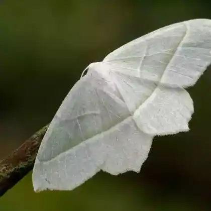 Foto von Perlenglanzspanner (Campaea margaritata)