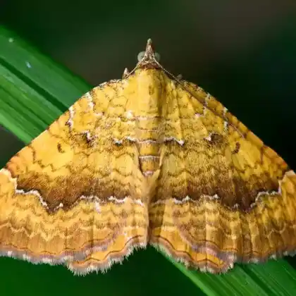 Foto von Ockergelber Blattspanner (Camptogramma bilineata)