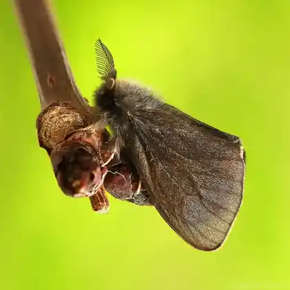 Foto von Großer Sackträger (Canephora hirsuta)
