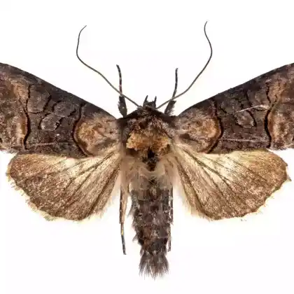 Foto von Schwalbenwurz-Höckereule (Abrostola asclepiadis)