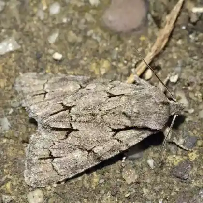 Foto von Pfeileule (Acronicta psi)