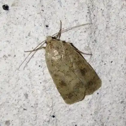 Foto von Graubraune Seidenglanzeule (Caradrina morpheus)