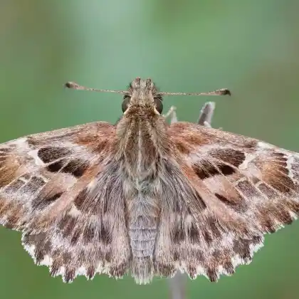 Foto von Malven-Dickkopffalter (Carcharodus alceae)