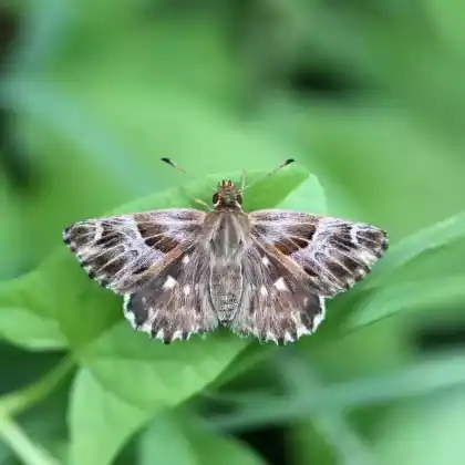 Foto von Heilziest-Dickkopffalter (Carcharodus floccifera)