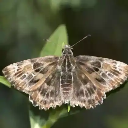 Foto von Loreley-Dickkopffalter (Carcharodus lavatherae)