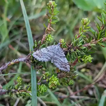Foto von Moosbeeren-Grauspanner (Carsia sororiata)