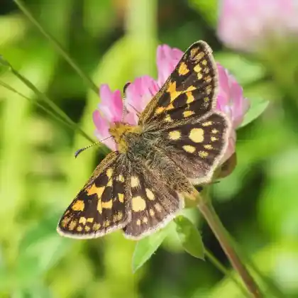 Foto von Bunter Dickkopf (Carterocephalus palaemon)