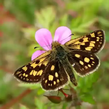 Foto von Gold-Dickkopffalter (Carterocephalus silvicola)