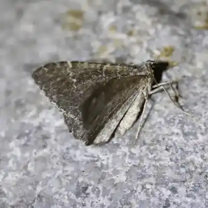 Foto von Hügelmeier-Blattspanner (Cataclysme riguata)
