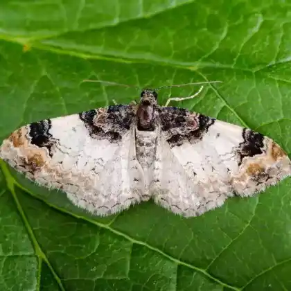 Foto von Buchenbergwald-Labkraut-Blattspanner (Catarhoe cuculata)