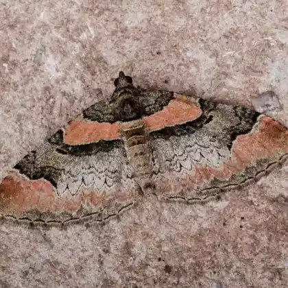 Foto von Dunkelroter Bergwald-Blattspanner (Catarhoe rubidata)