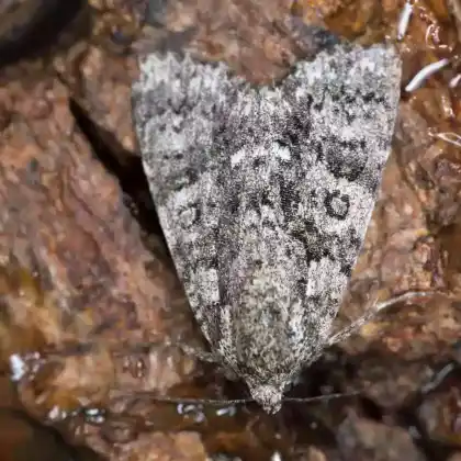 Foto von Ampfer-Rindeneule (Acronicta rumicis)