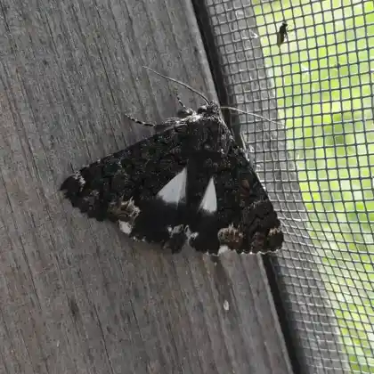 Foto von Weißes Ordensband (Catephia alchymista)