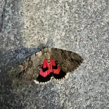 Foto von Weidenkarmin (Catocala electa)