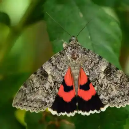 Foto von Pappelkarmin (Catocala elocata)