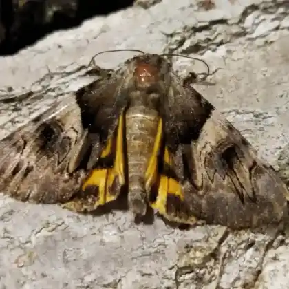 Foto von Gelbes Ordensband (Catocala fulminea)